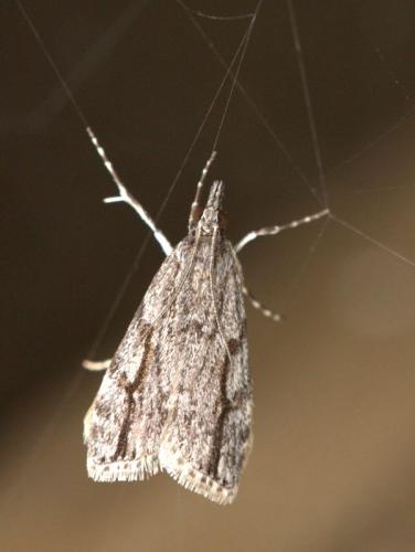 Eudonia bisinualis